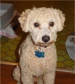 A curly coated, tan Yorkipoo is sitting on a hardwood floor and it is looking forward. Its coat is shaved on the shorter side. It has a big black nose and wide round brown eyes. Its small ears are set wide apart on each side of its head and hang down to the sides.