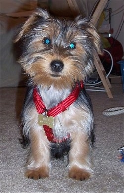 A black with brown and white Yorkipoo puppy is sitting on carpet and it is looking forward. The puppy has on a red harness. It has longer hair on its face and ears that hang down to each side, a black nose and wide round eyes.