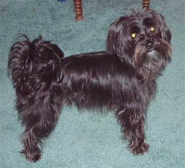 The right side of a tall black Yorktese dog standing across a carpeted green carpeted surface looking up. It has long black hair, a tail that curls up over its back and ears that hang down to the sides with long hair on them.