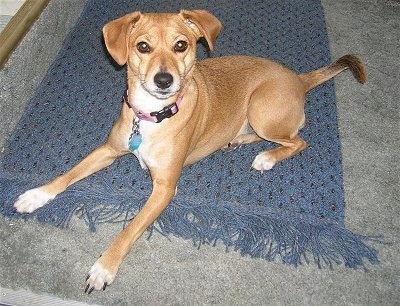 Satchel the tan Cockapin is wearing a pink collar while laying on a blue mat and looking at the camera holder