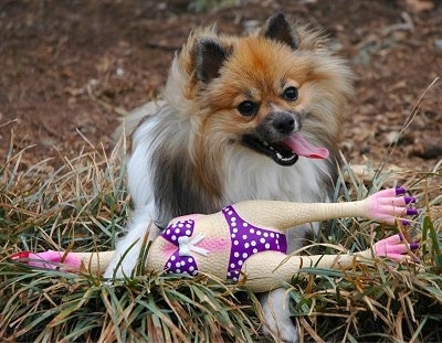 Front view - A brown with black and white Pomeranian dog is standing in grass and on top of a rubber chicken wearing a bikini. The dog is looking forward, its panting and its head is tilted to the left.