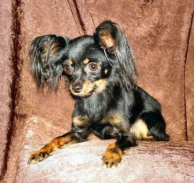 Close Up front side view - A black and tan Russian Toy Terrier is laying on a brown chair and it is looking over the edge. It has longer hair on its ears