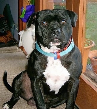 Close up front view - A thick, wide-chested, shiny black with white Staffordshire Bull Terrier dog sitting on a carpet looking forward and there is a glass door to the right of it. The dog has wide round dark eyes and a black nose.