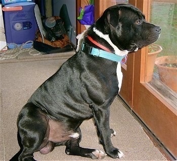 The right side of a shiny black with white Staffordshire Bull Terrier that is sitting across a carpet and it is looking out of the glass door to the right of it.