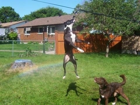 Cowboy is in mid-jump biting at a hose that is hanging over it a line. Matty the other dog is watching Cowboy jump to grab it. There is a rainbow behind them from the spraying water