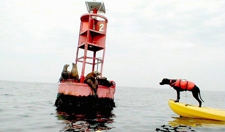 KC the Labrabull is wearing a orange life vest and sitting at the edge of a yellow raft that is floating in water. There is a Buoy with the number 2 on it with 4 seals on the buoy