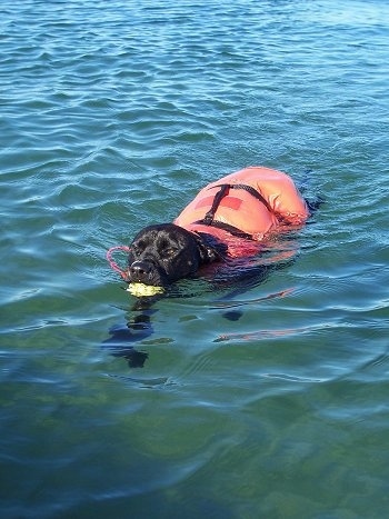 KC the Labrabull is wearing an orange life vest swimming in water with an object in its mouth