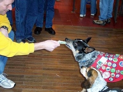 A person in a yellow shirt is sticking money in Coyote the Australian Cattle Dog's mouth. The dog is wearing a uniform with badges all over it and there is a second dog standing next to it.