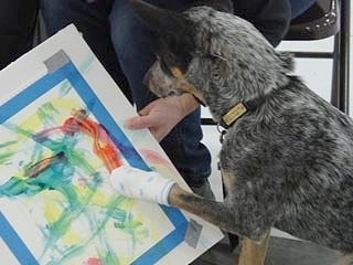 Coyote the Australian Cattle Dog is Painting with the sock on its paw