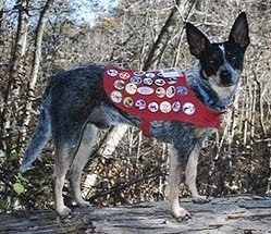 Coyote the Australian Cattle Dog is wearing a dog scout uniform with badges all over it, while standing on a log.