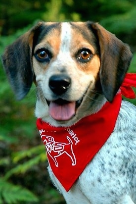 Close Up - Baron von Beaglestein the blue-tick Beagle is wearing a red bandanna with a dog on it. It is looking at the camera holder. Its mouth is open and its tongue is out