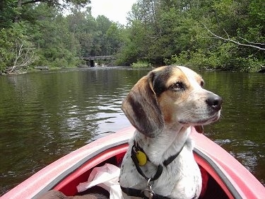 Bear the Blue Tick Beagle is sitting in a kayak which is in the water and looking to the right