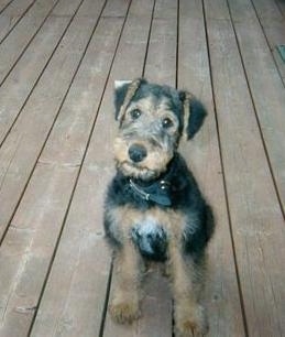 A black with tan Airedale Terrier Puppy is sitting on a wooden deck and it is looking up.