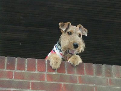 Airedale Terrier Breeds