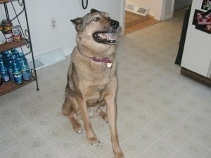 The front right side of a tan with black Akita Shepherd that is sitting across a kitchen floor with its mouth open. It is looking up and to the right.