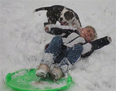 A black with white American Bulldog is playing in the snow with a sledding child.