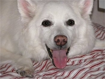 Close up - A white American Eskimo dog is laying on a bed with its tongue out and its mouth open