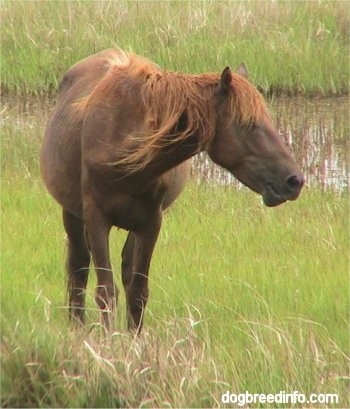 Pony in a Marsh