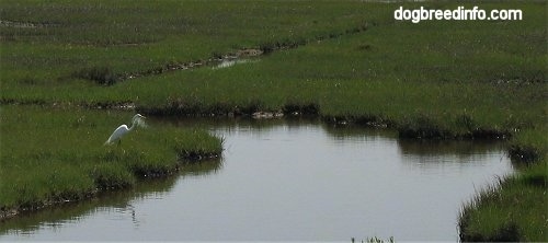 Great Egret (Casmerodius albus) sitting in the wetlands