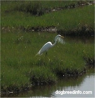 The right side of a Great Egret (Casmerodius albus) that is standing in grass on a marsh