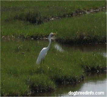 Close Up - Great Egret (Casmerodius albus) sitting on the grass in the wetlands