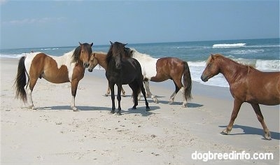 Five Ponies standing beachside