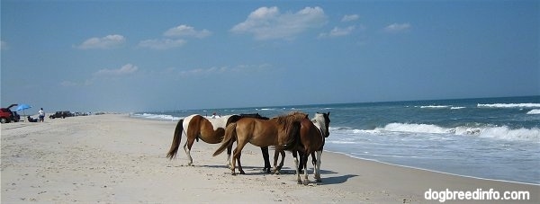 Ponies standing beachside with a family fishing in the background