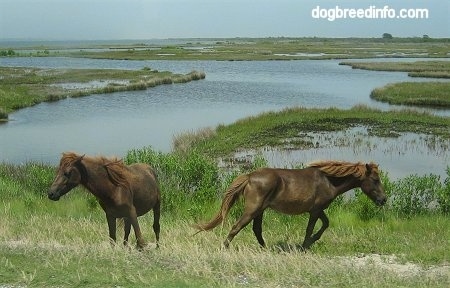 Two Ponies are standing in a marshy area
