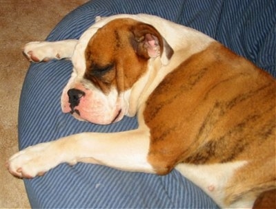 Close up - The left side of a brown with white and black Australian Bulldog sleeping on a dog bed