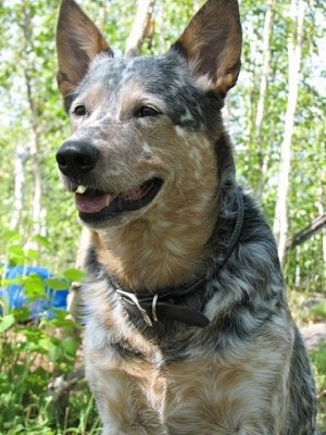 Cattle Dog Photos