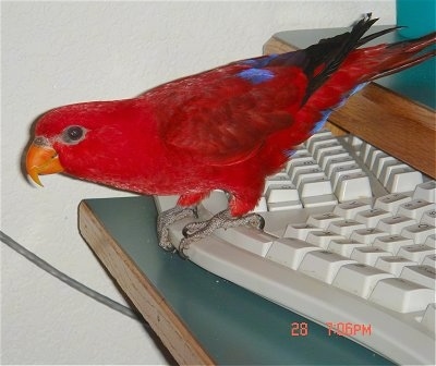 Left Profile - A Red Lory Bird is standing at the base of a split keyboard. It is leaning and looking to the left.
