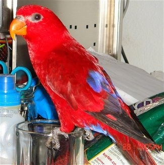 Side view - A Red Lory Bird is standing on the edge of a cup and it is looking to the left.
