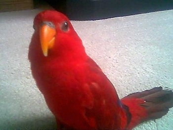Front view - A Red Lory Bird is standing on a tan carpet looking forward.