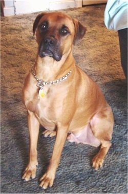 A large breed, tan with black Boxweiler dog is sitting on a tan carpet and it is looking up. There is a couch behind it.