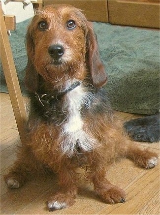 Ollie the Bassetoodle sitting on a hardwood floor