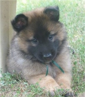 Front view - A small fluffy brown with black Belgian Tervuren puppy is laying in grass next to a cement wall and it is looking forward.