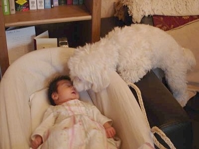A baby is sleeping in a crib. There is a white Bichon Frise dog looking into the crib and going nose to nose with the sleeping baby.