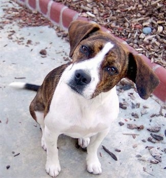 Close Up - Cora the Boglen Terrier sitting on a sidewalk with its head tilted to the left