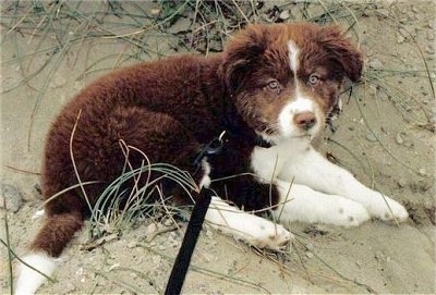 A small fluffy brown with white Border Collie Labrador mix puppy is laying in sand and she is looking forward.