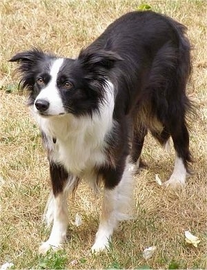Border Collie images, Border Collie images free, Cute Border Collie pictures, High quality Border Collie pictures, Border Collie pics