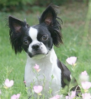 Terrier  Breeds on Oreo The Boston Terrier   Papillon Mix  Bostillon      She Has The