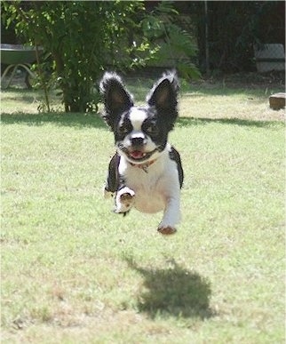 A black and white Bostillon is running across a lawn with all of his legs airborne.