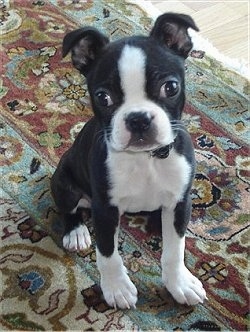 Mya the Boston Terrier puppy sitting on an oriental rug and looking at the camera holder