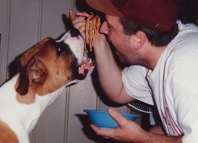 Diego the Boxer and his owner eating spaghetti from the same fork at the same time as the owner holds the fork and a blue bowl