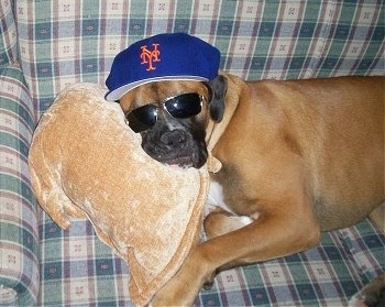 Close Up - Cujo the Boxweiler sleeping on a plaid green couch with his head on a tan pillow wearing a New York Mets hat and a pair of sunglasses