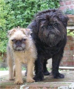 Oskar the Brug Puppy standing next to Louis the Brug at the top of a staircase with brick behind them