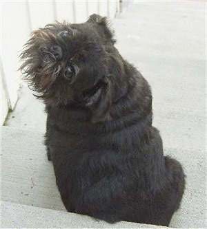 Louis the Brug sitting on stairs with its back to the camera turned and looking back at the camera