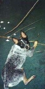 Coyote the Australian Cattle Dog is laying on a green carpet and chewing on a huge stick