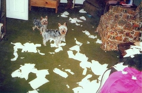 Rocky and Dusty the Yorkshire Terriers are standing in a green carpeted room with a lot of chairs and the floor is riddled with torn apart tissues