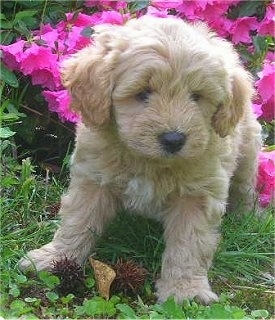 Close Up - A Cavapoo Puppy is laying in a bed of hot pink flowers